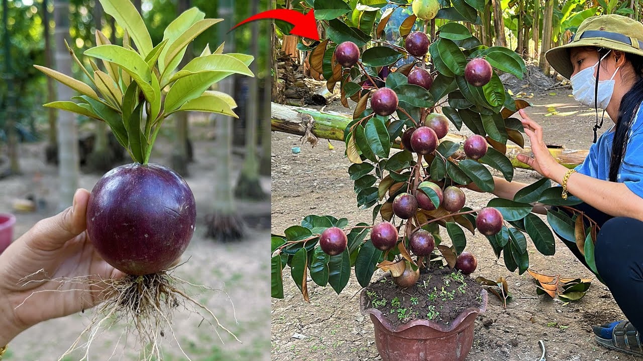 Great Technique For Grafting Milk Fruit
