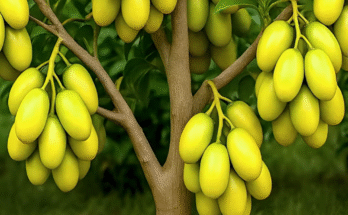 easy techniques for growing and propagating ambarella fruit trees - amra fruit