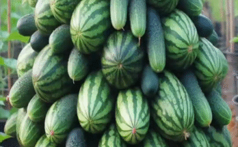 Maximize Your Cucumbers and watermelons Harvest with These Planting Tips #garden #farming