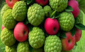 A Tree Produces Apples and Sweetsop, Using Egg & Coca Cola… Simple Planting Methods