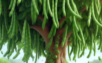 Easy and fast technique for planting and growing stick bean fruit trees using stem grafts