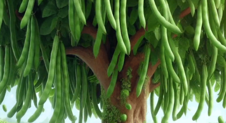 Easy and fast technique for planting and growing stick bean fruit trees using stem grafts