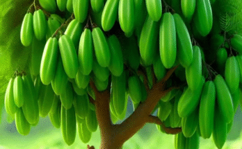 Easy and Fast Technique for Planting and Growing Averrhoa bilimbi Fruit Trees Using Stem Grafts