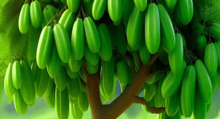 Easy and Fast Technique for Planting and Growing Averrhoa bilimbi Fruit Trees Using Stem Grafts