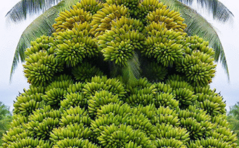 Surprised With How to Grow Banana With Coconut: A Fruitful Tale Full of Strange Fruit