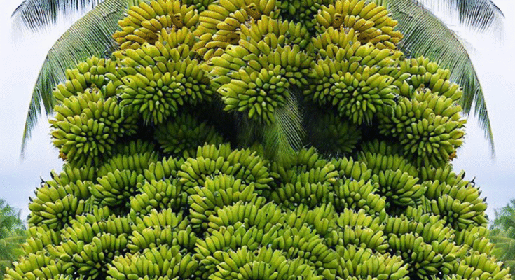 Surprised With How to Grow Banana With Coconut: A Fruitful Tale Full of Strange Fruit