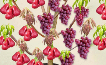 New Techniques for Growing Java Apple Tree From Java Apple Fruit Get Lots of Fruits