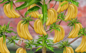 Let's To See How I Grafting Banana Flower With Mango Tree To Produce The Most Fruit in a Short Time