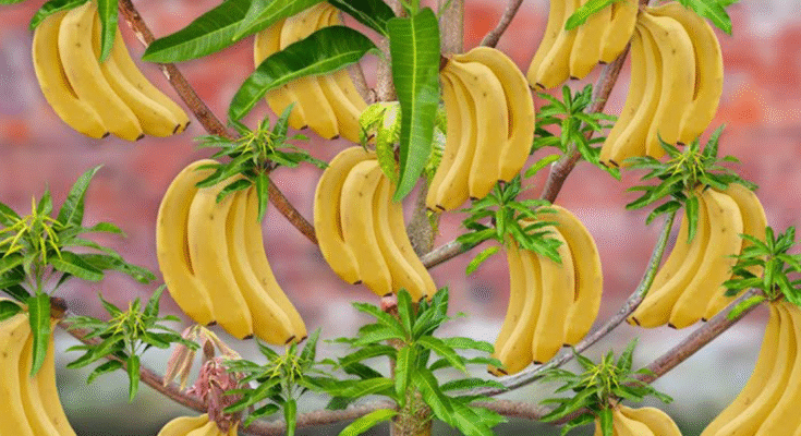 Let's To See How I Grafting Banana Flower With Mango Tree To Produce The Most Fruit in a Short Time