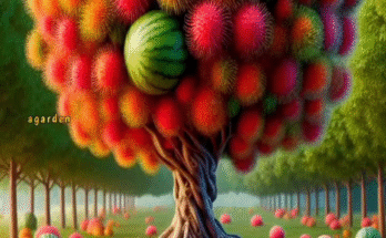 a new method for growing hybrid fruit trees of watermelon and rambutan.#gardening