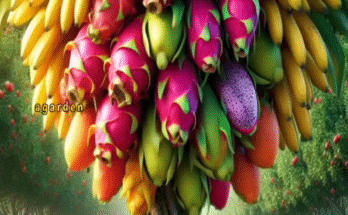 a new and unique method for planting and growing hybrid dragon fruit trees with bananas.#planting