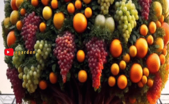 New and unique method of how to grow and plant hybrid orange trees with grapes.#shorts