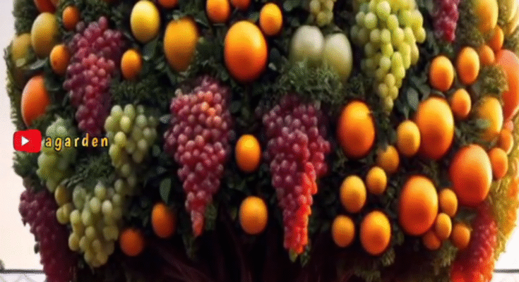 New and unique method of how to grow and plant hybrid orange trees with grapes.#shorts