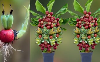 How To Grow Banana Fruit With Apple Fruit To Get Amazing Tree Has Many Amazing Fruit