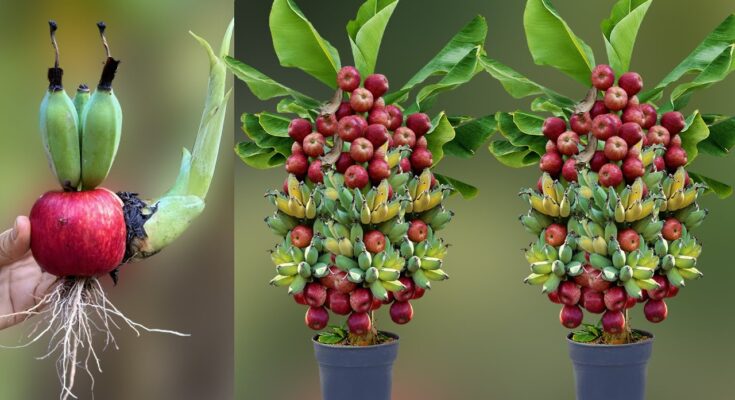 How To Grow Banana Fruit With Apple Fruit To Get Amazing Tree Has Many Amazing Fruit
