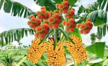 Great…!!! Grafting Banana with Rambutan : Growing Banana with Rambutan to Get More Fruit
