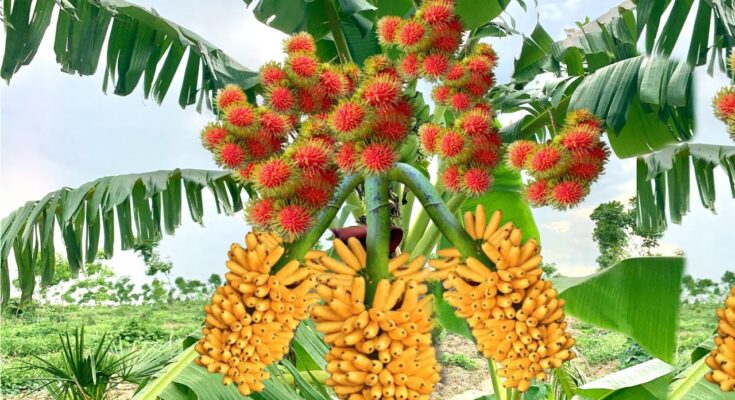 Great…!!! Grafting Banana with Rambutan : Growing Banana with Rambutan to Get More Fruit