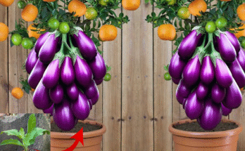Eggplant with Orange…!! Growing Eggplant Fruit With Orange Fruit By Unique Techniques