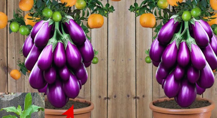 Eggplant with Orange…!! Growing Eggplant Fruit With Orange Fruit By Unique Techniques