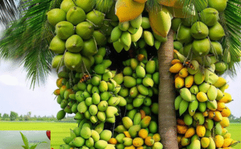 Great !! Grafting Coconut Fruit with Mango Fruit Get Great Fruit