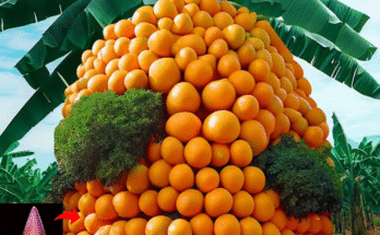 A New Method Grafting Oranges with Banana to Get the Fruit Together on the Banana Tree