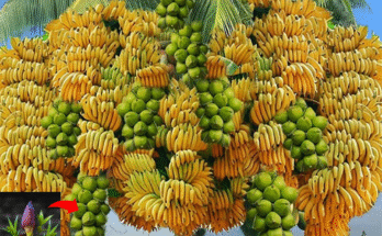 Great...Grafting Banana Flower With Coconut Fruit To Get The Most Amazing Fruit