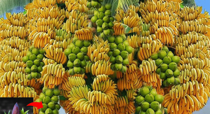 Great...Grafting Banana Flower With Coconut Fruit To Get The Most Amazing Fruit