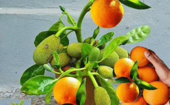 The Technique of Grafting Jackfruit Trees with Ripe Oranges Using Coca-Cola to Promote Faster Fruit