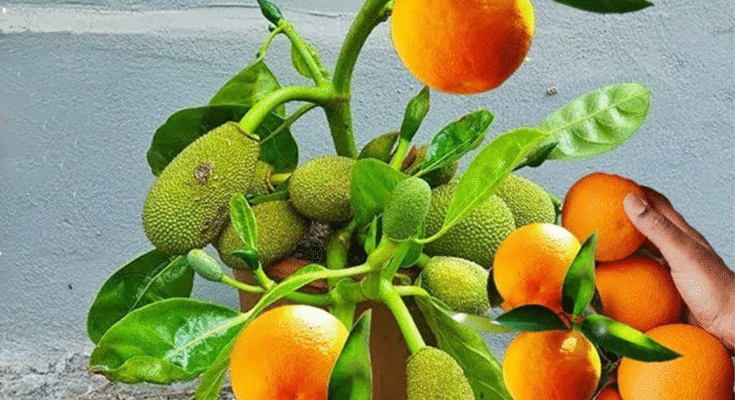 The Technique of Grafting Jackfruit Trees with Ripe Oranges Using Coca-Cola to Promote Faster Fruit