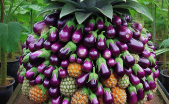 Eggplant with Pineapple: Grafting Eggplant with Pineapple Tree to Has a Lot of Fruit
