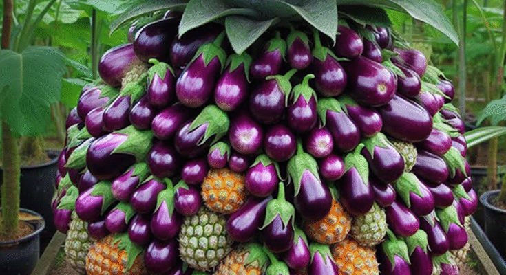Eggplant with Pineapple: Grafting Eggplant with Pineapple Tree to Has a Lot of Fruit