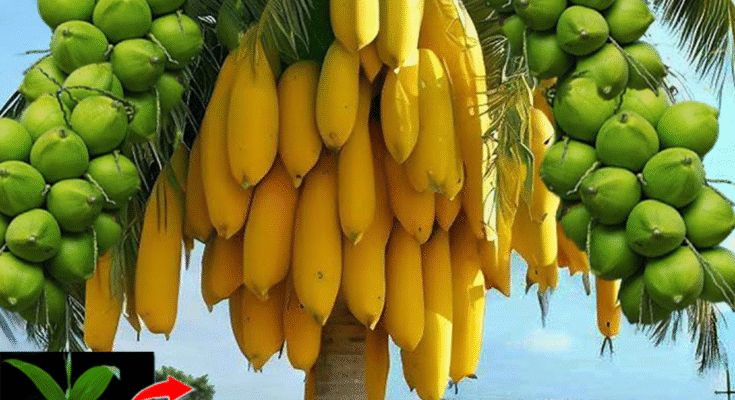 Great... How To Grafting Coconut With Papaya To Get the Most Amazing Fruit