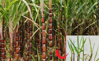 Easy Way To Grow Sugarcane Using Banana With Unique Techniques