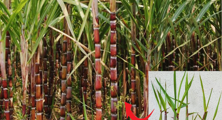 Easy Way To Grow Sugarcane Using Banana With Unique Techniques