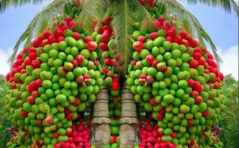 How to Grafting Coconut Fruit with Dragon Fruit to Get More Fruit in a Short Time
