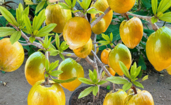 How To Grow Caimito Egg Fruit Tree Cutting Faster With Potatoes | How to Growing Caimito Egg Fruit