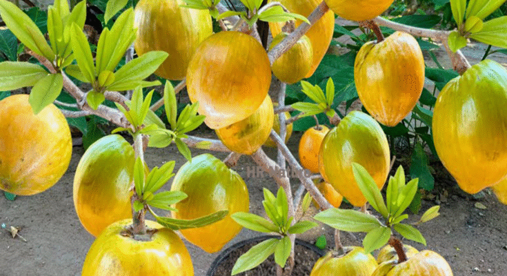 How To Grow Caimito Egg Fruit Tree Cutting Faster With Potatoes | How to Growing Caimito Egg Fruit