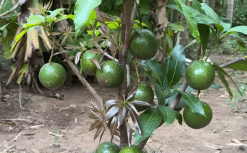Best...!! Grafting Mango With Avocado Fruit Make Amazing Result By Using Secret Techniques
