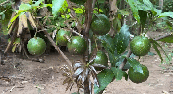 Best...!! Grafting Mango With Avocado Fruit Make Amazing Result By Using Secret Techniques