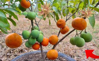 Great Ideas for Reproducing Mango Trees in Oranges – Get 100% Fast Fruiting Using This Easy Way