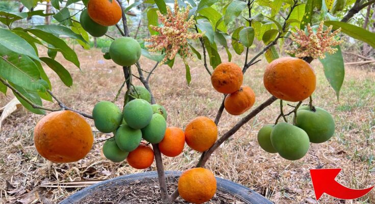 Great Ideas for Reproducing Mango Trees in Oranges – Get 100% Fast Fruiting Using This Easy Way