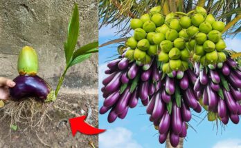 How i Grafting Coconut With Eggplant To Make lots of Amazing Fruit | Grafting Coconut With Eggplant