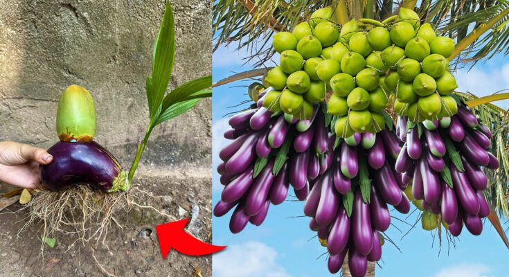 How i Grafting Coconut With Eggplant To Make lots of Amazing Fruit | Grafting Coconut With Eggplant