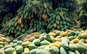 Great Way to Grow Mangoes Tree in Papaya Fruit Get the Fastest Fruit in a Short Time