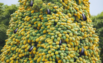 Technique Skill Propagation Mango Tree With Eggplant Fruit To Have More Fruit