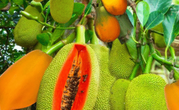 Unique Skill: How To Grafting Jackfruit in Papaya and Chicken Egg