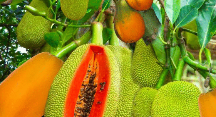 Unique Skill: How To Grafting Jackfruit in Papaya and Chicken Egg