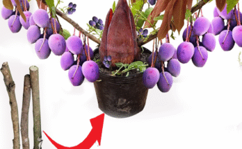 Creative Idea Mango Tree Grow in banana flowers