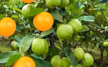 An easy way to propagating guava tree with oranges fruit using these simple techniques