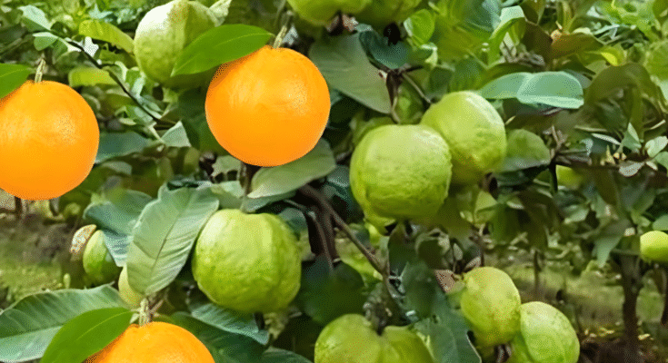 An easy way to propagating guava tree with oranges fruit using these simple techniques